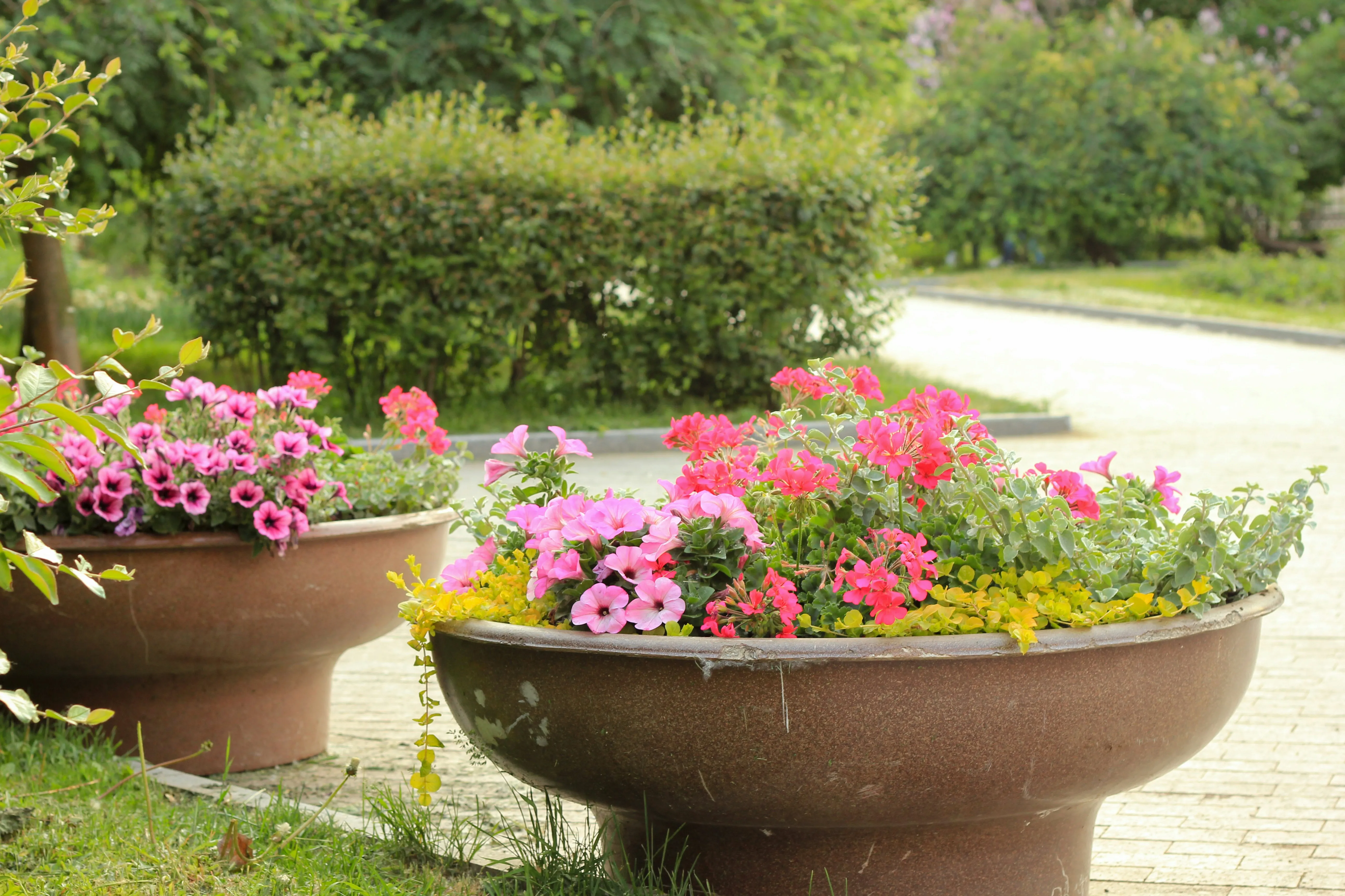 Top 5 Native Plants for Western Melbourne Gardens